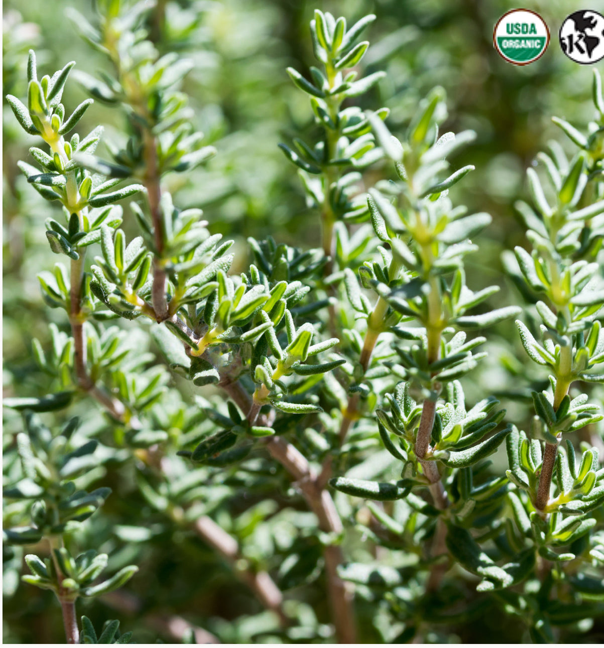 TWS Thyme Organic leaf 25gm