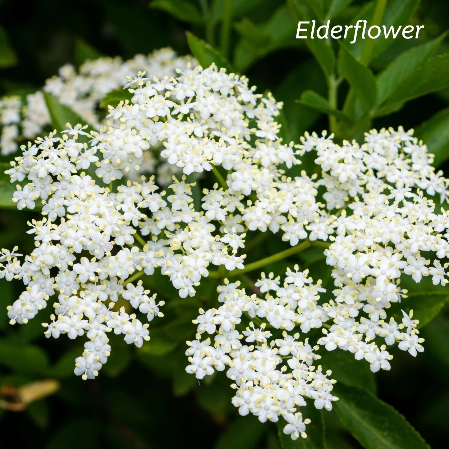 Kiwiherb De-Stuff for Kids 100ml