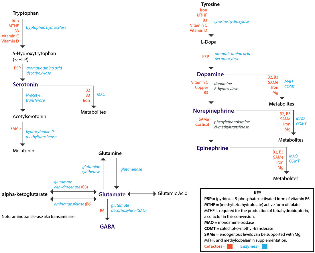 Neurotransmittors and Nutrition