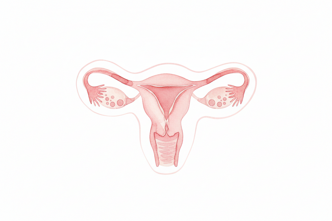Oestrogen Dominance: What It Is, Why It Happens & How to Rebalance Naturally