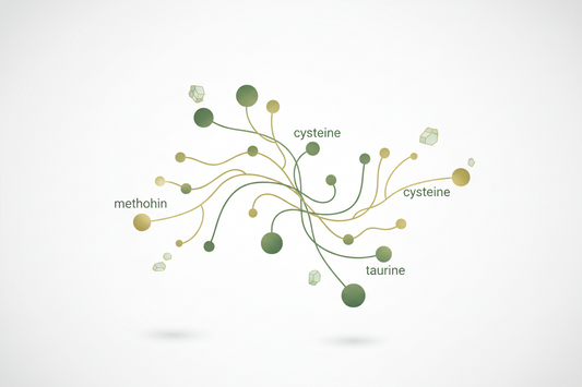 The Sulphur Pathway: The Missing Link in Methylation, Detoxification &amp; Cellular Health