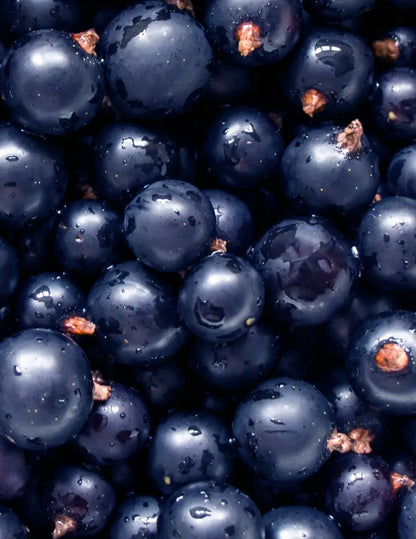 PUKKA Morning Berry 20 T/Bags