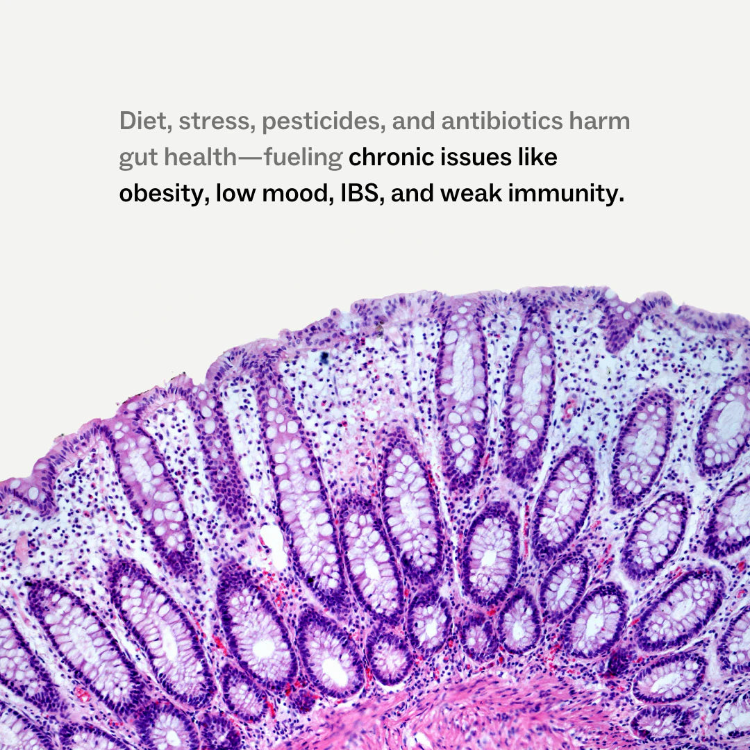 My Way Up Daily Gut, 270gm